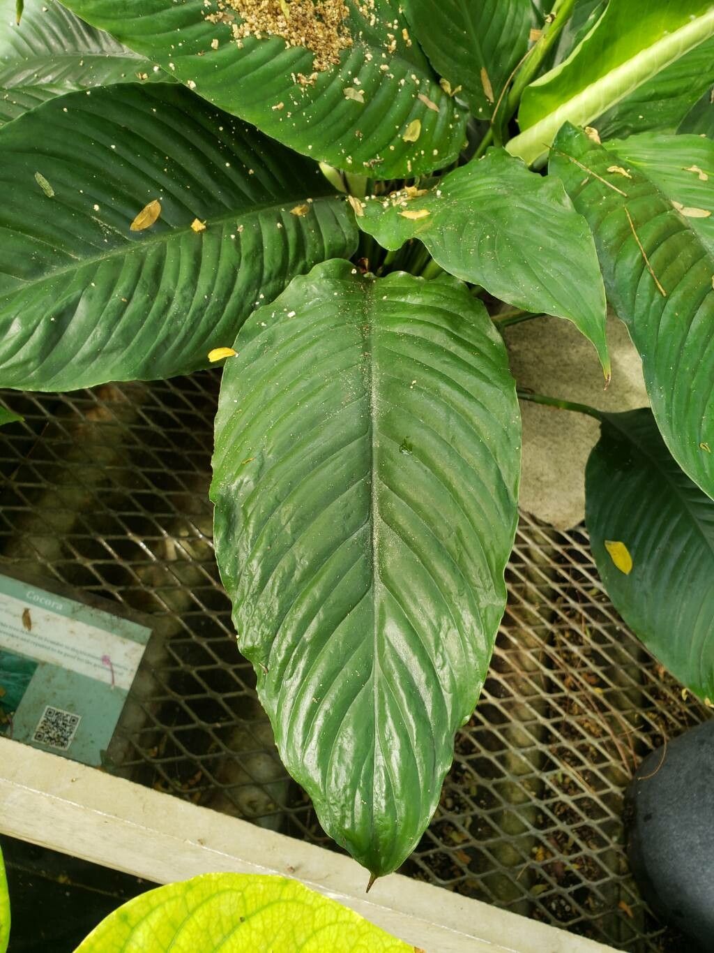 Spathiphyllum phryniifolium leaf