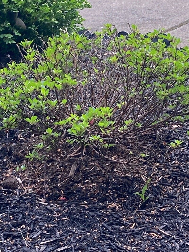 Rhododendron macrophyllum bark