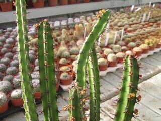 Euphorbia lydenburgensis — houseplant care guide