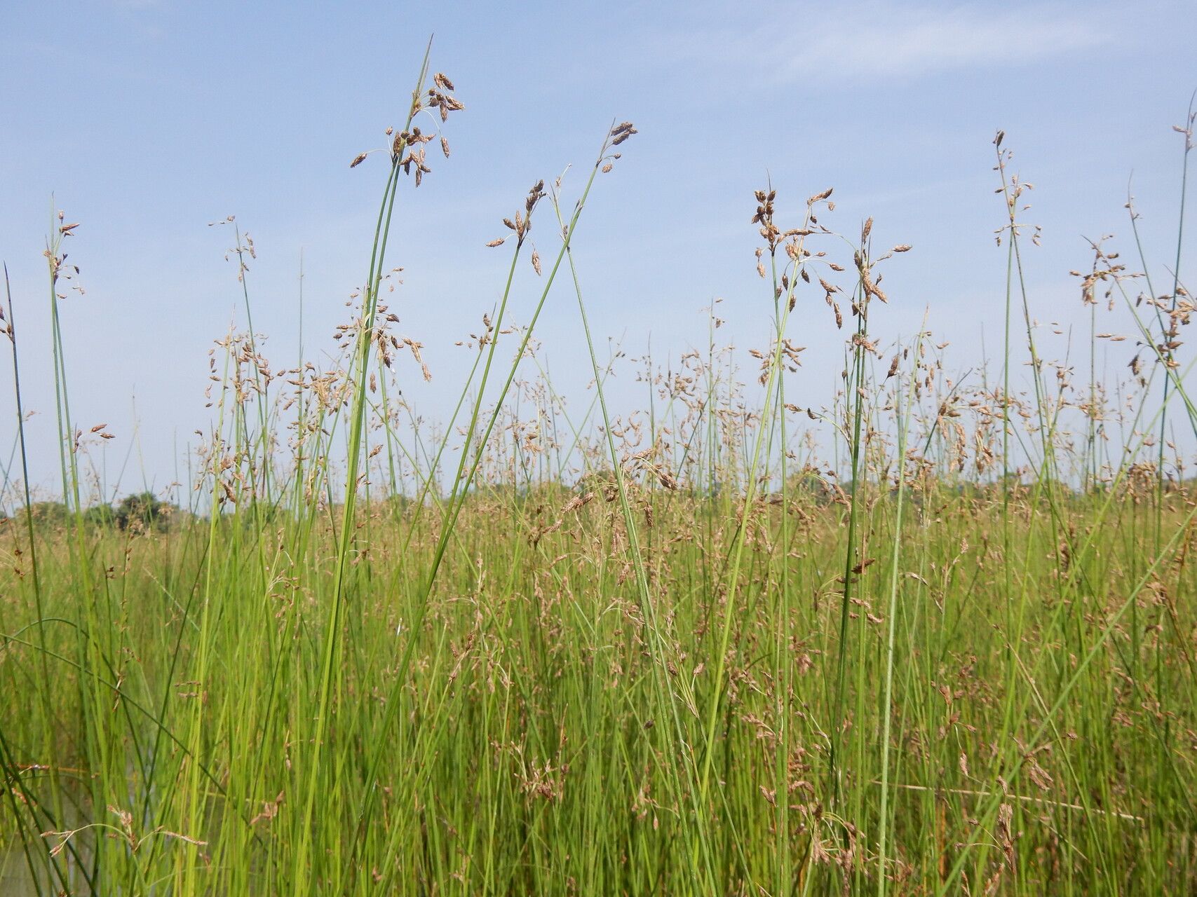 Schoenoplectus litoralis fruit