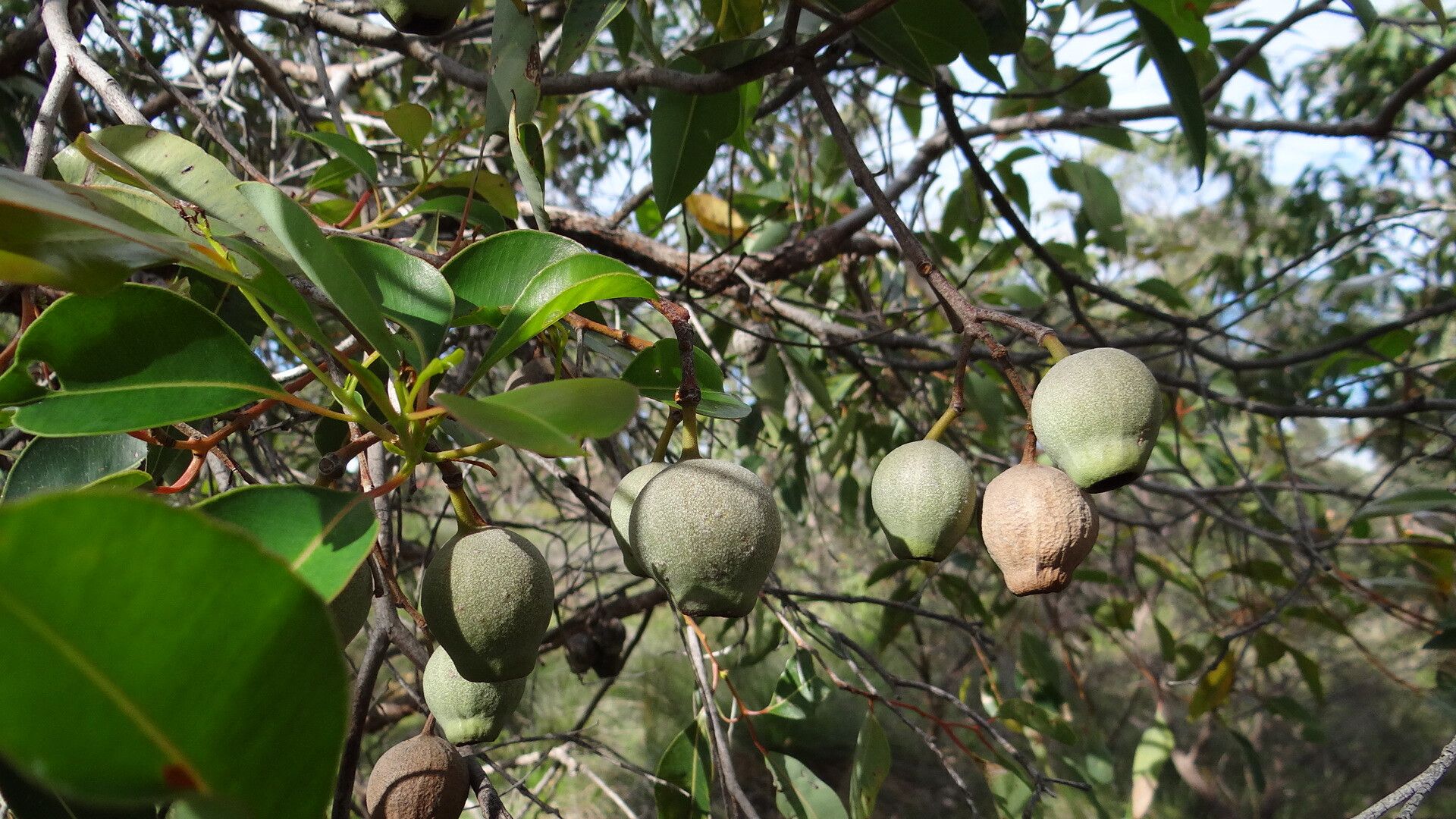Corymbia calophylla — related species from the same genus