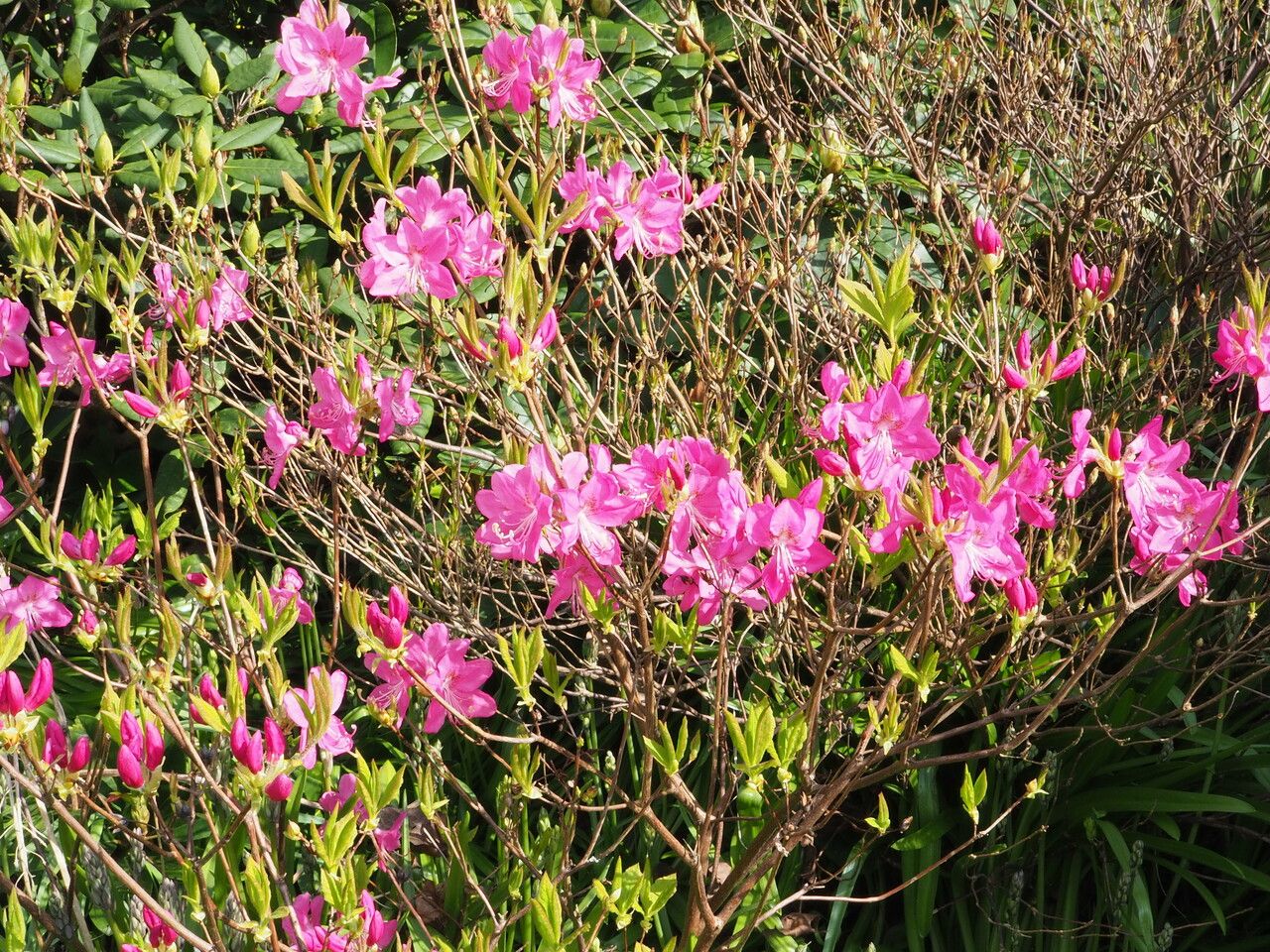 Rhododendron albrechtii habit