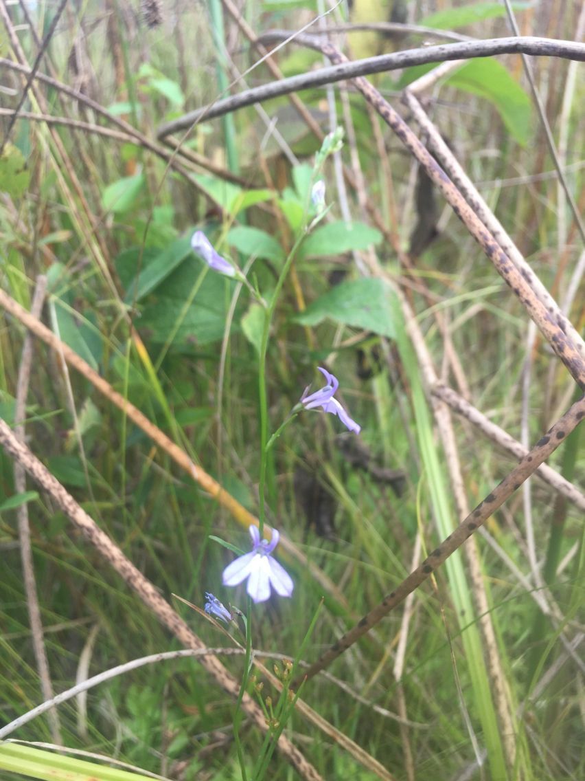 Lobelia kalmii habit