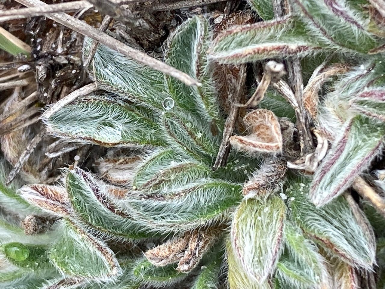Erigeron chionophilus leaf