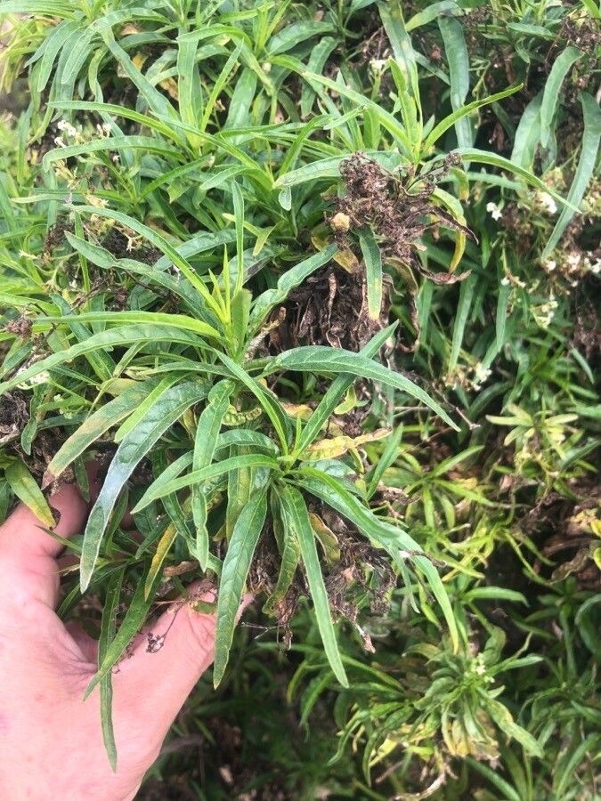 Tournefortia candidula — search result for 'Tournefortia'