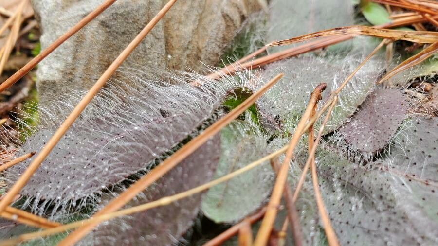 Arctomecon merriamii leaf