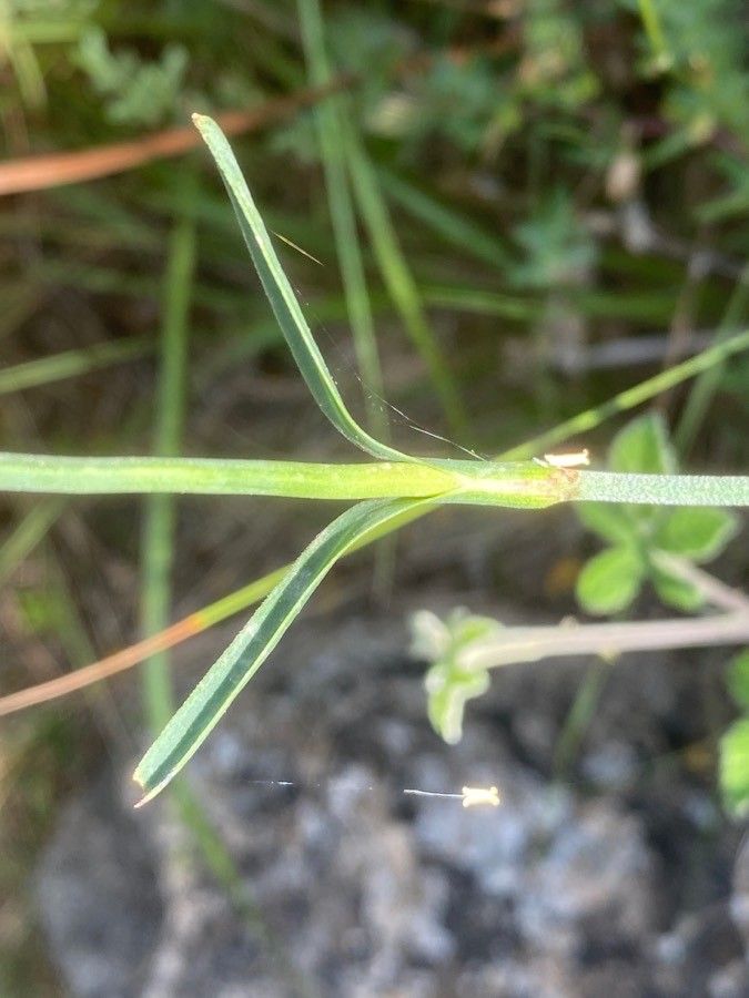 Dianthus balbisii leaf