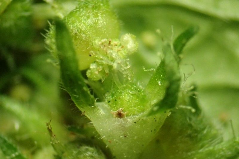 Acalypha brachystachya flower