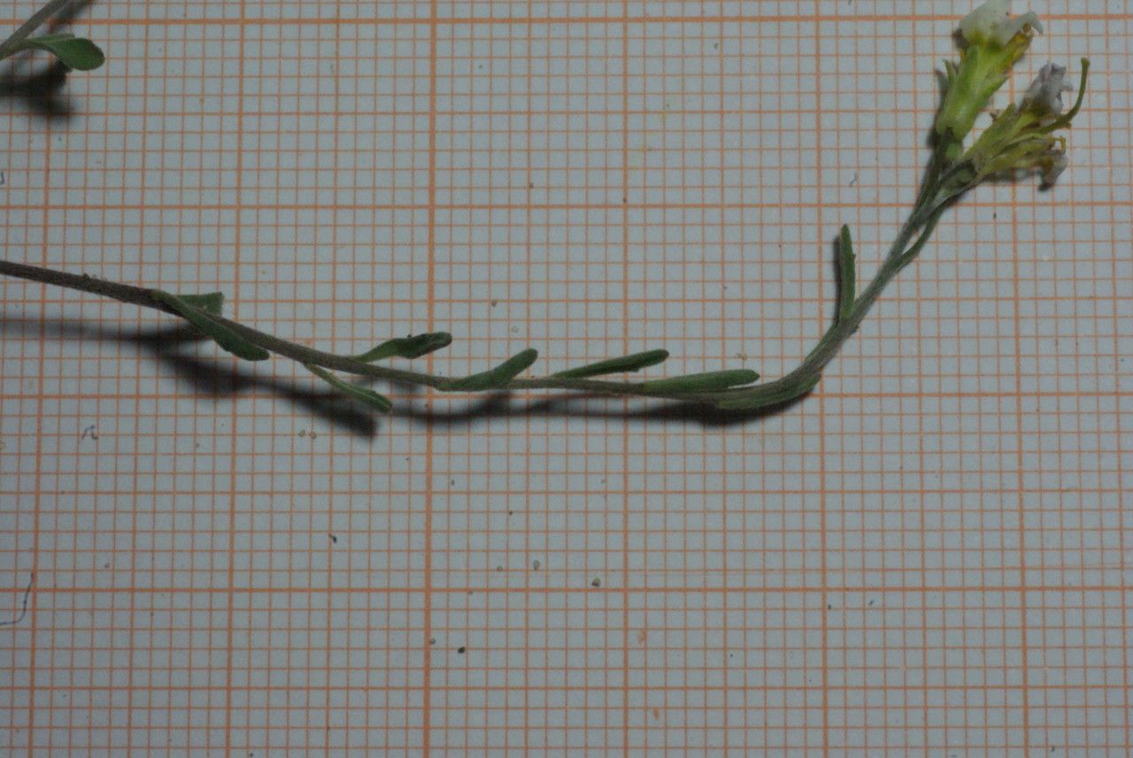 Malcolmia doumetiana other