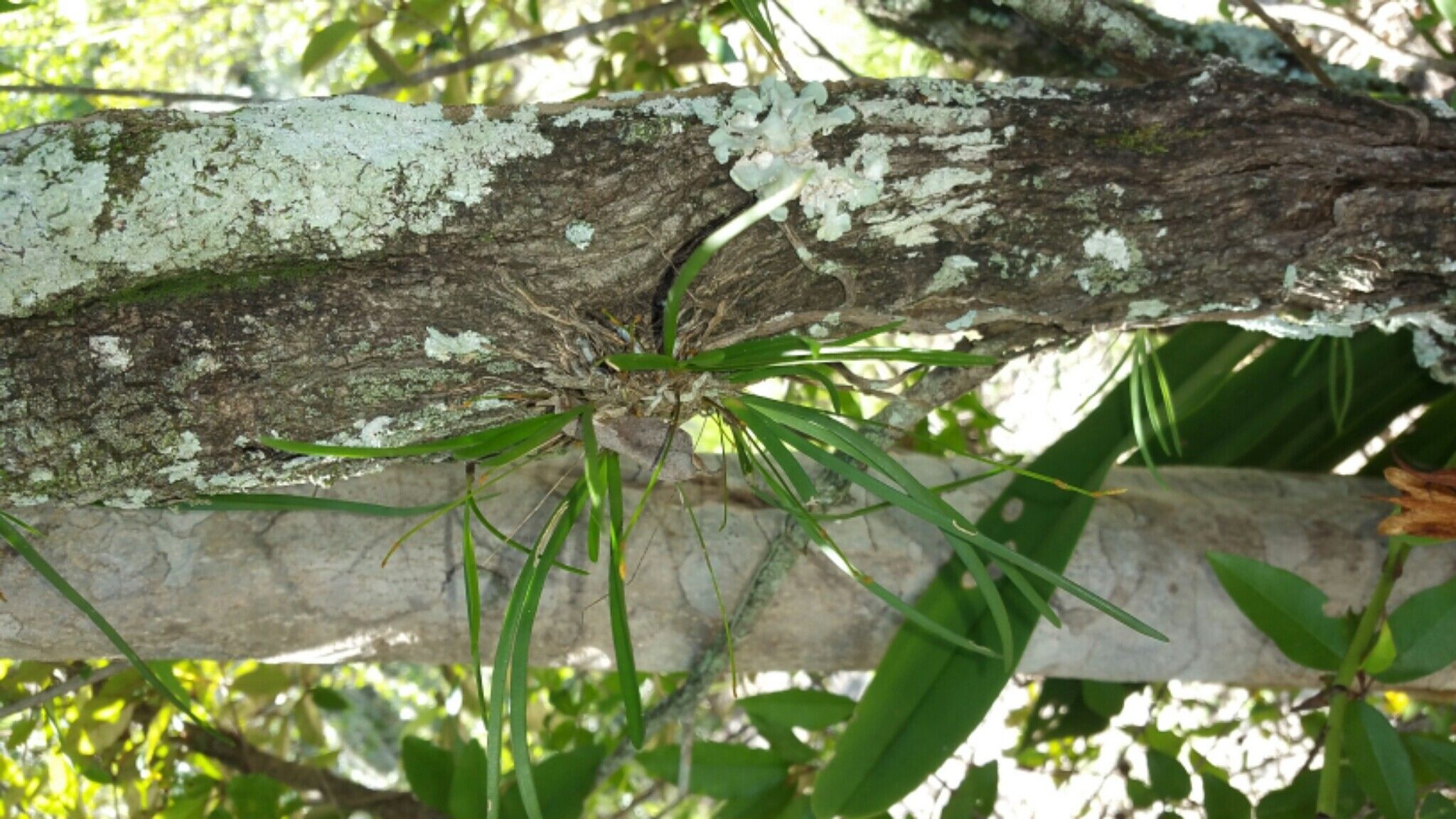 Angraecum potamophilum — houseplant care guide