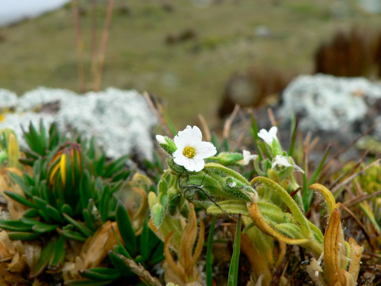 Cerastium trianae flower
