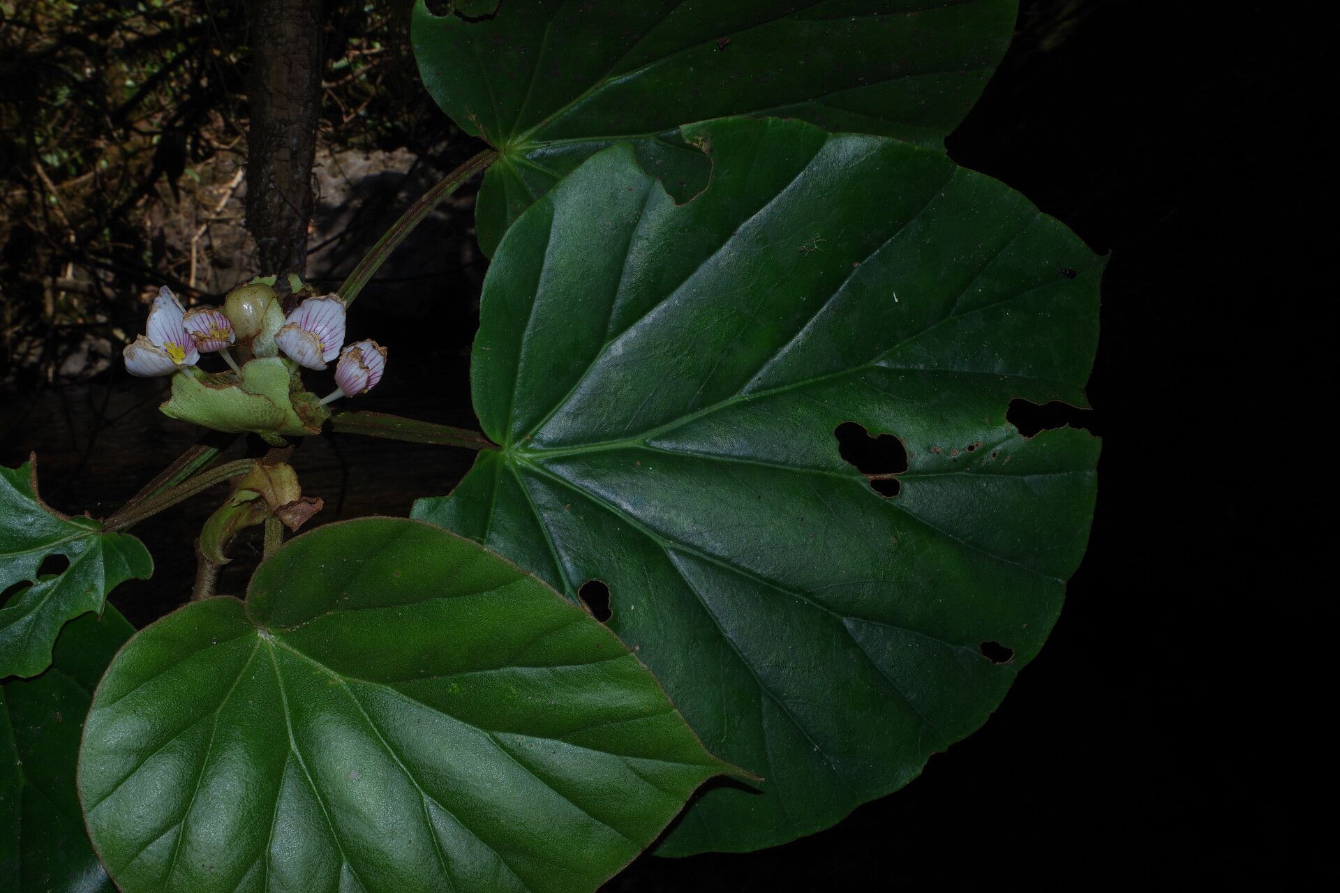 Begonia poculifera — houseplant care guide