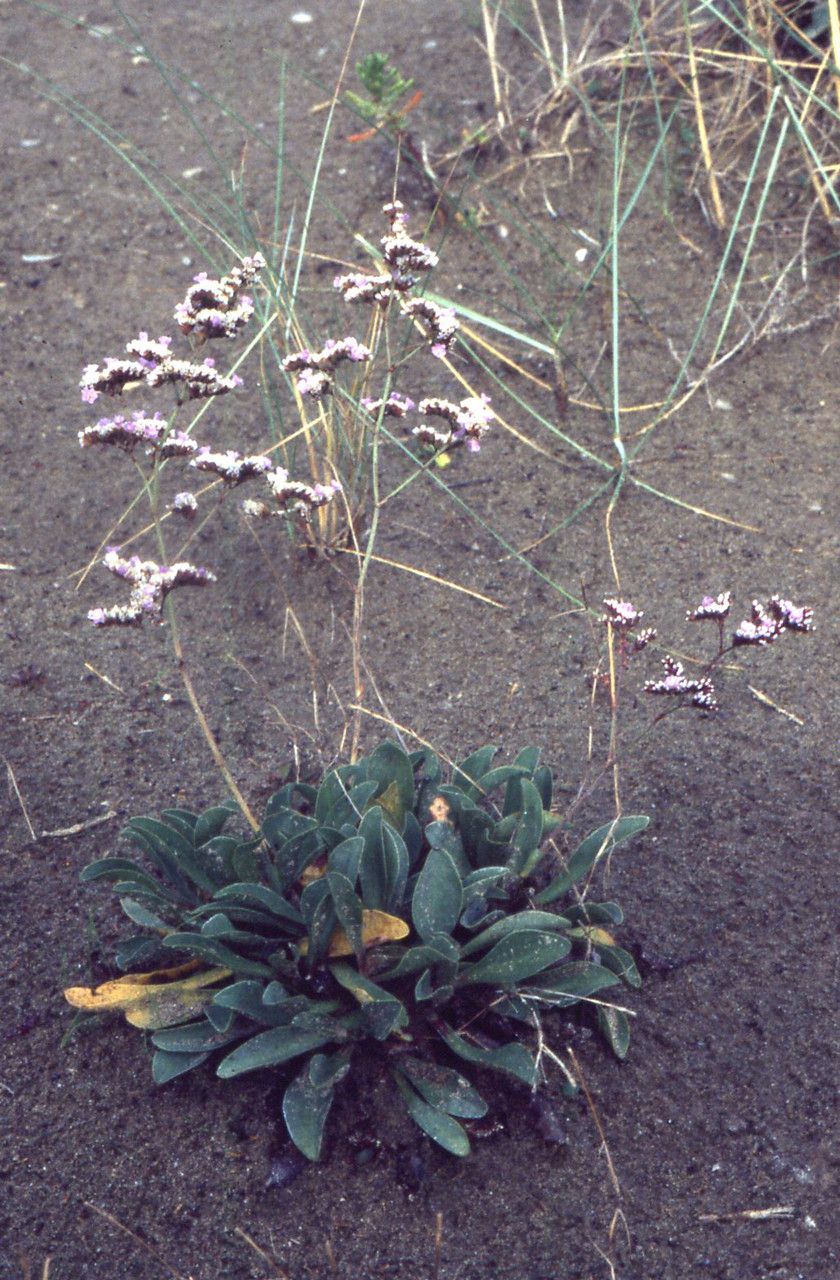 Limonium legrandii habit