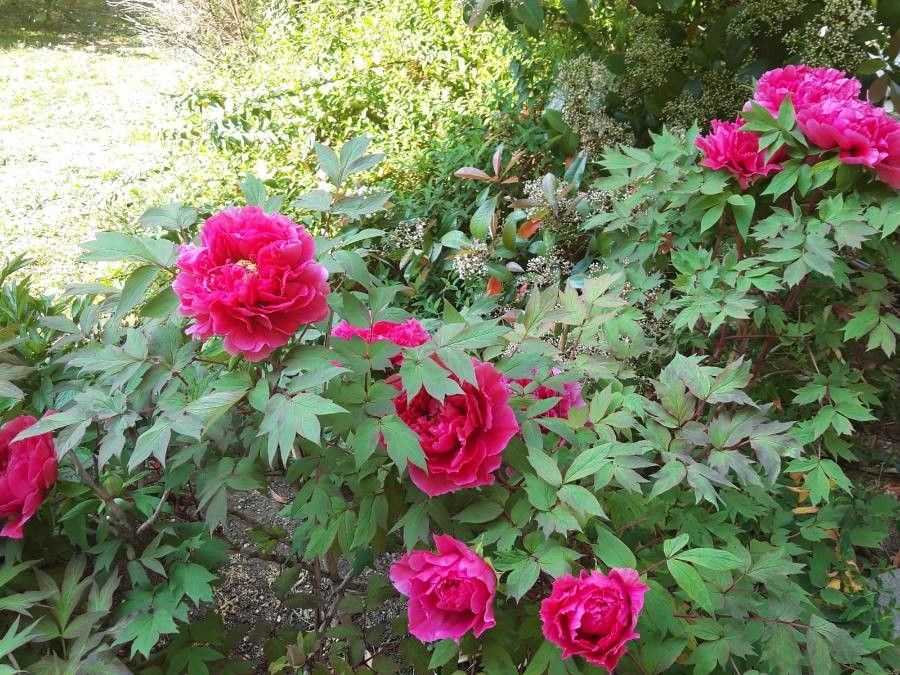 Paeonia moutan — large blooms houseplant