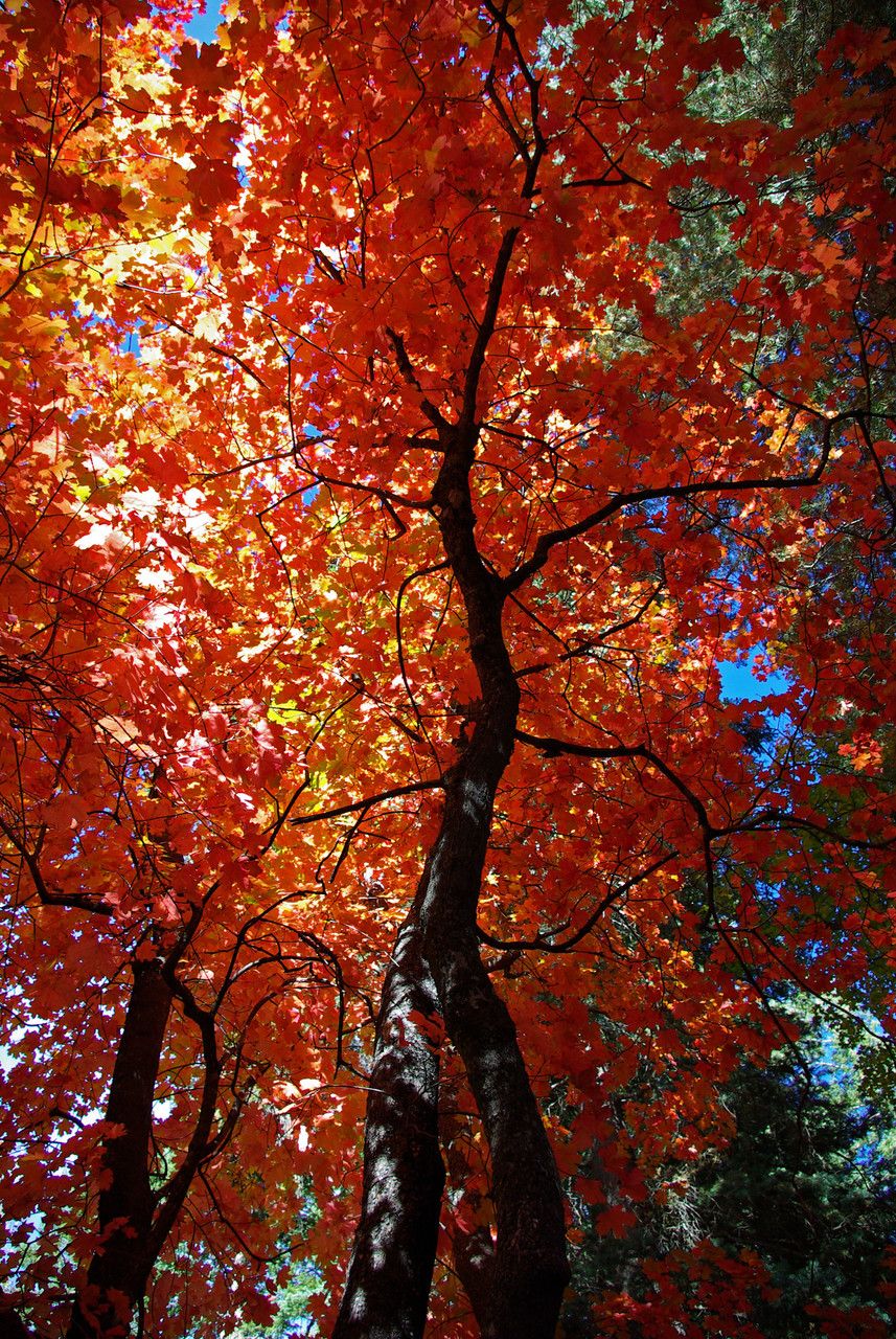 Acer grandidentatum habit