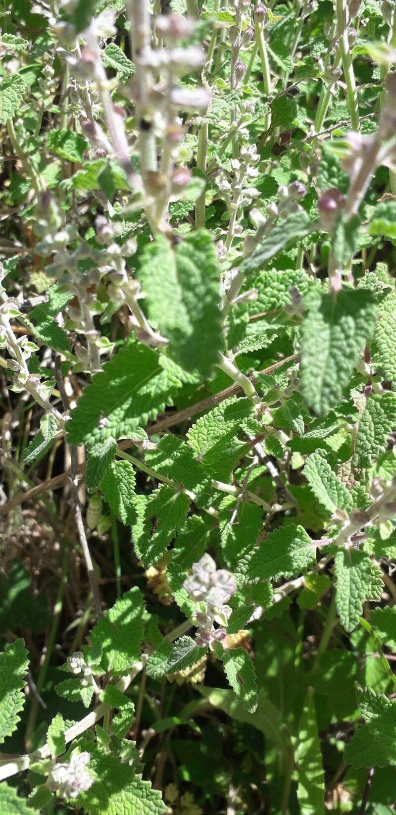 Teucrium massiliense leaf