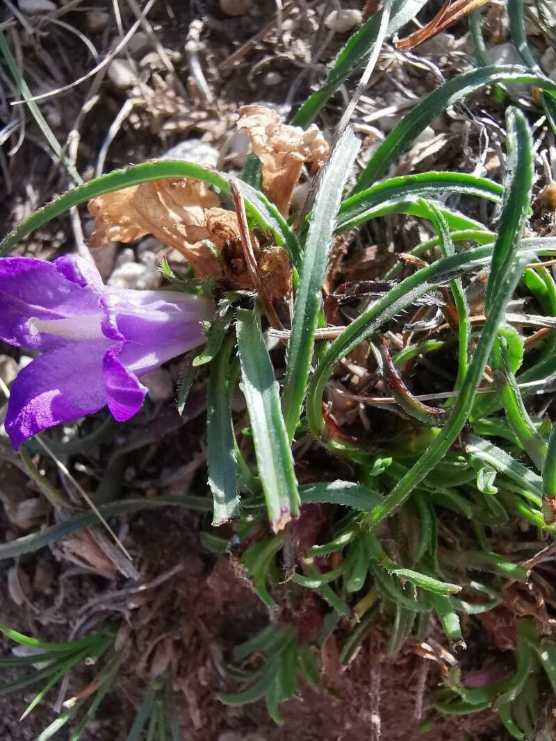 Edraianthus tenuifolius — search result for 'Edraianthus'