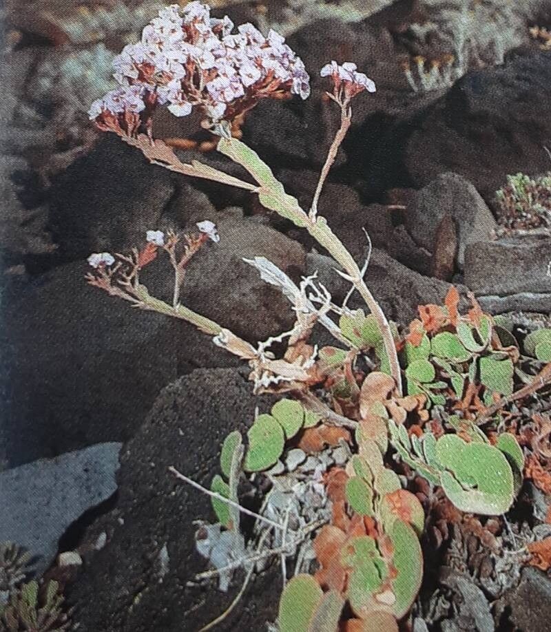 Limonium imbricatum — houseplant care guide