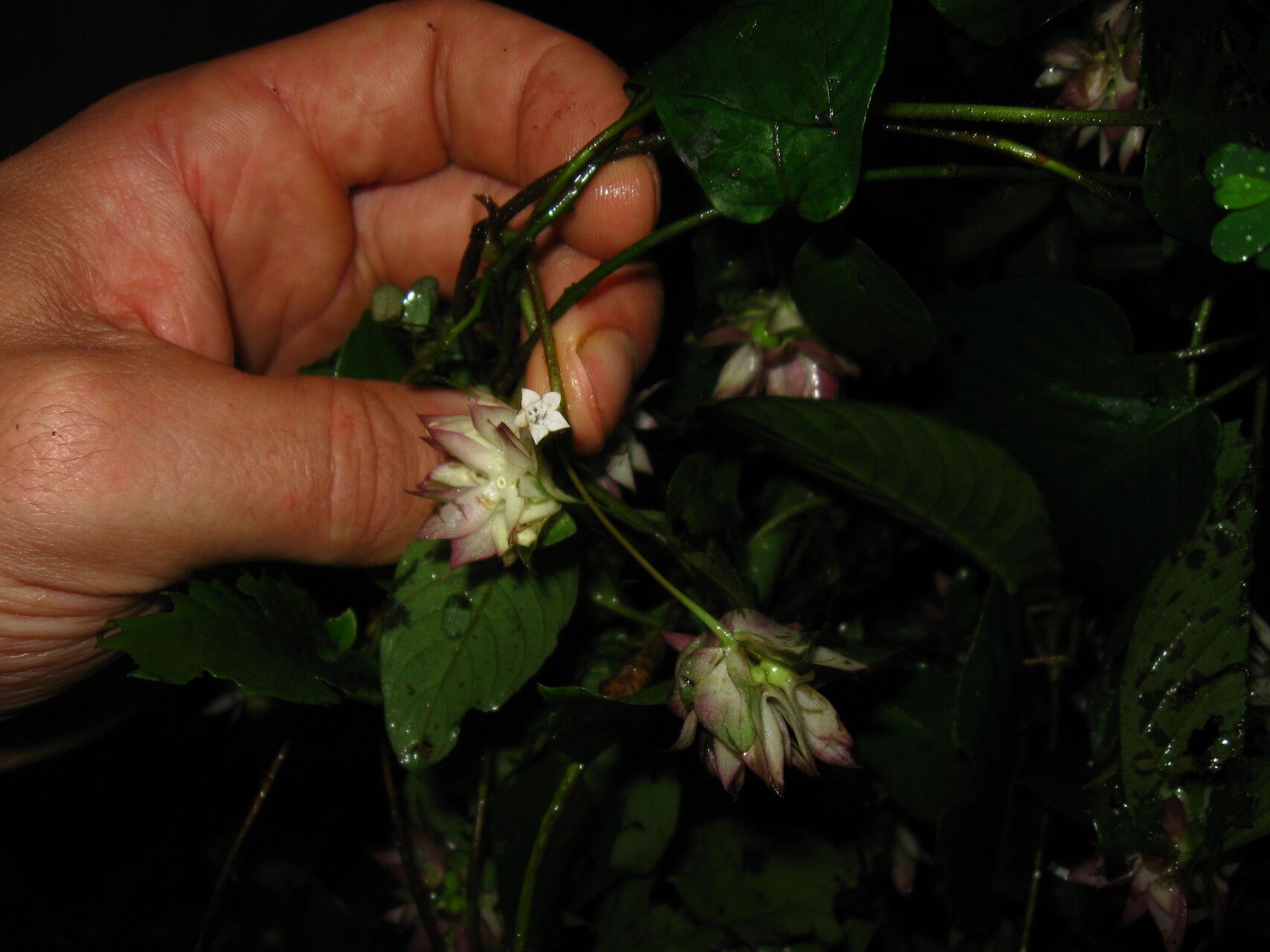 Sabicea calycina habit