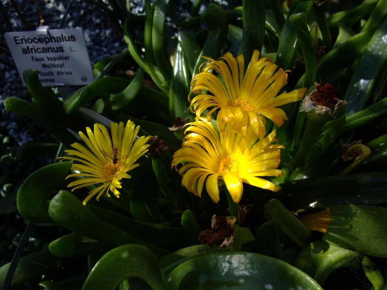 Glottiphyllum cruciatum flower