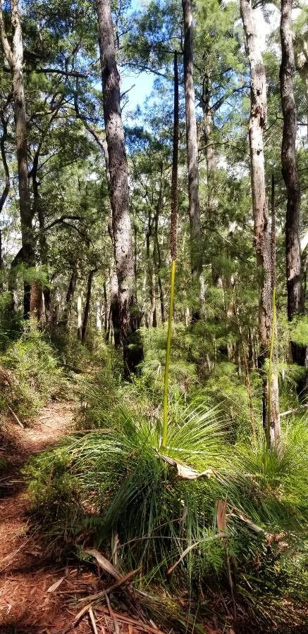 Xanthorrhoea johnsonii habit