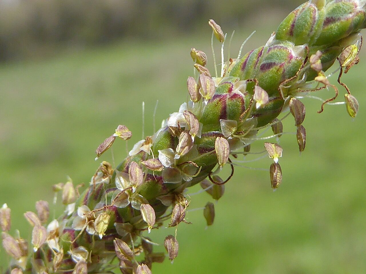 Plantago crassifolia flower