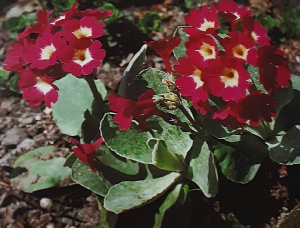 Primula × venusta — houseplant care guide