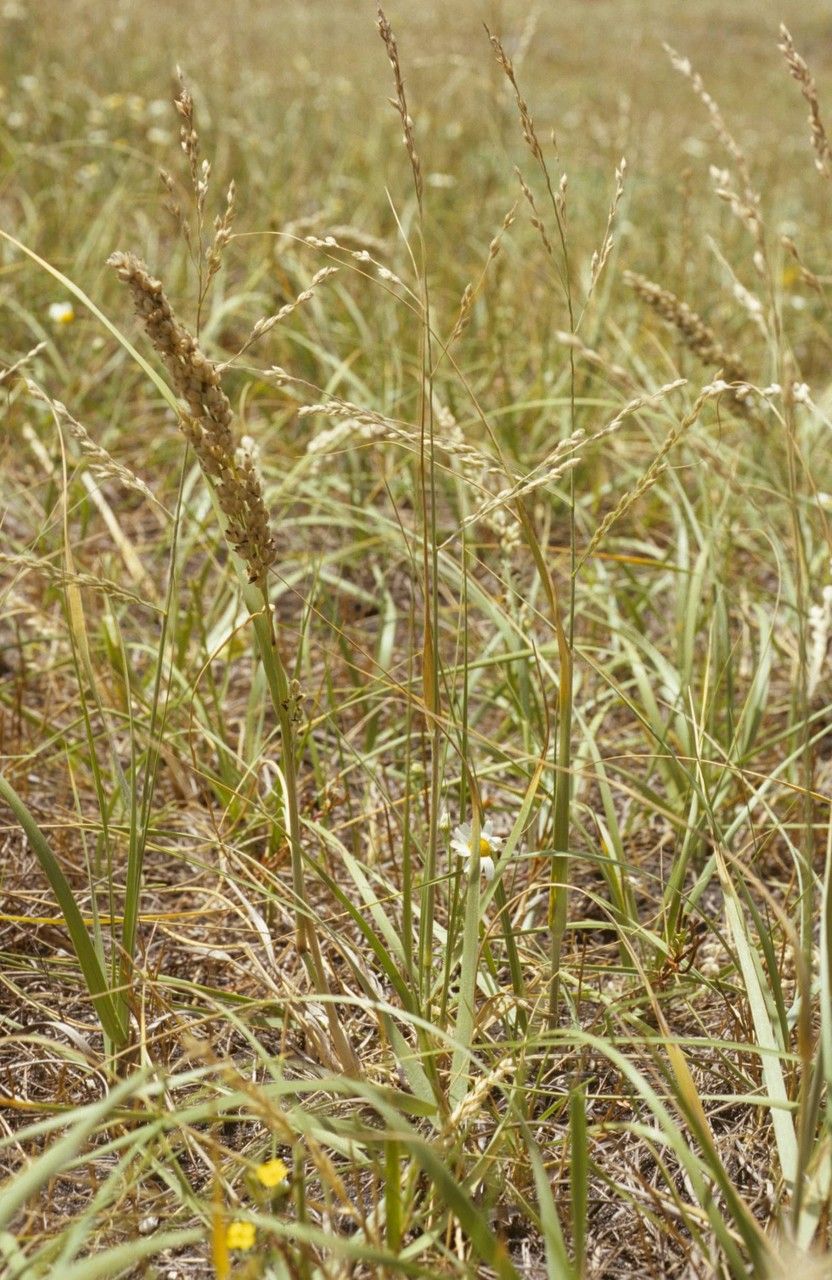 Panicum urvilleanum — search result for 'Panicum'