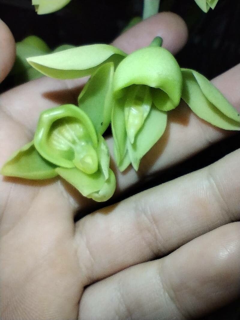 Catasetum hopkinsonianum flower