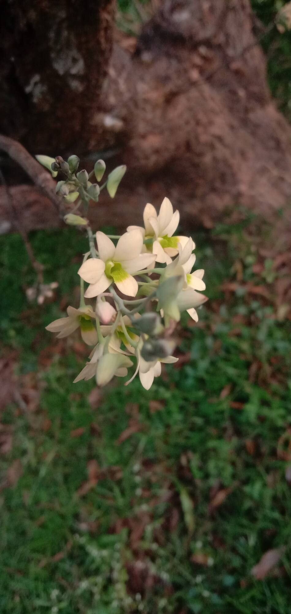 Dendrobium ovatum — houseplant care guide