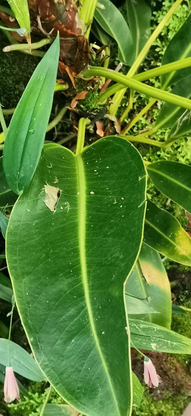 Anthurium willdenowii — houseplant care guide