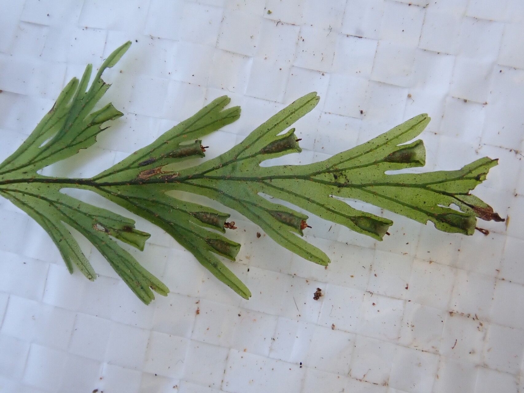 Trichomanes parvulum — houseplant care guide