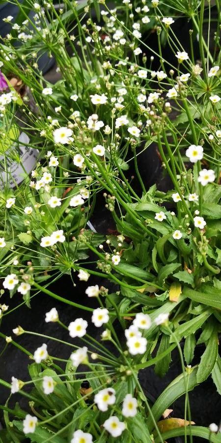 Androsace septentrionalis habit