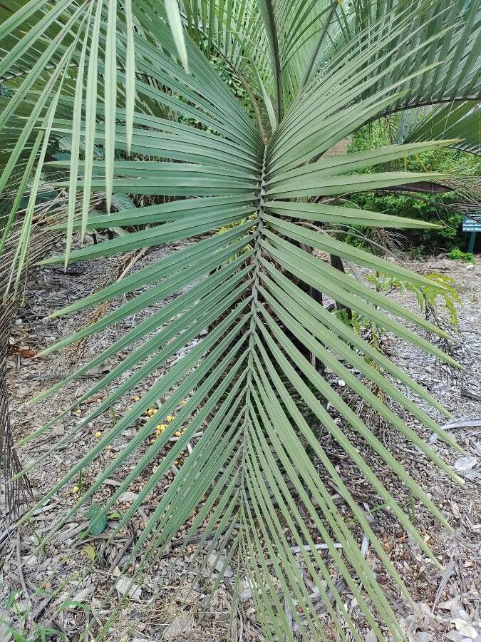 Butia paraguayensis leaf
