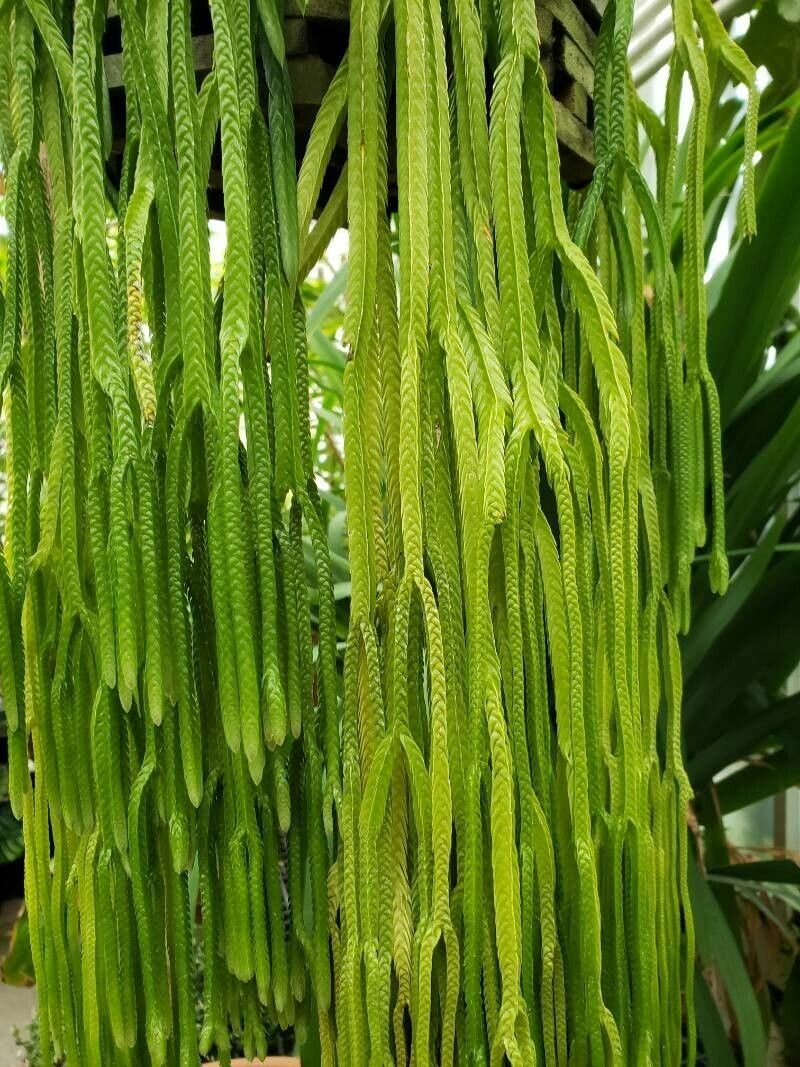 Huperzia tetrasticha — search result for 'Huperzia'