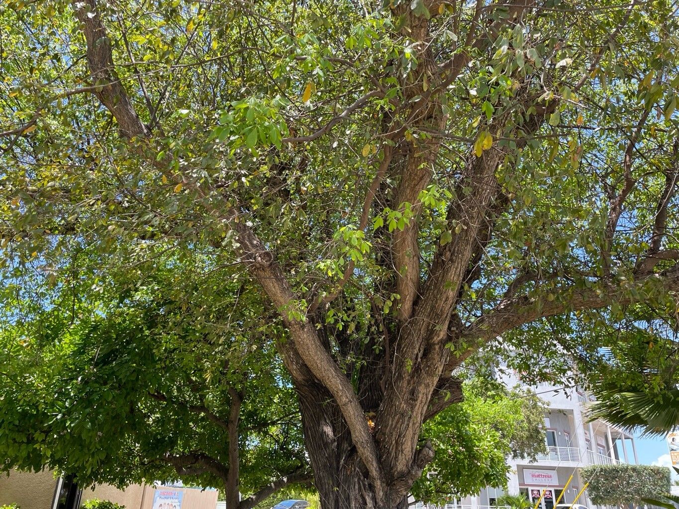 Picrodendron baccatum habit