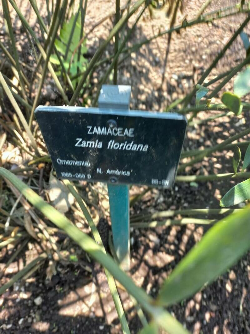 Zamia floridana other