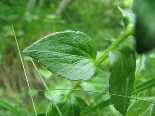 Campanula precatoria leaf