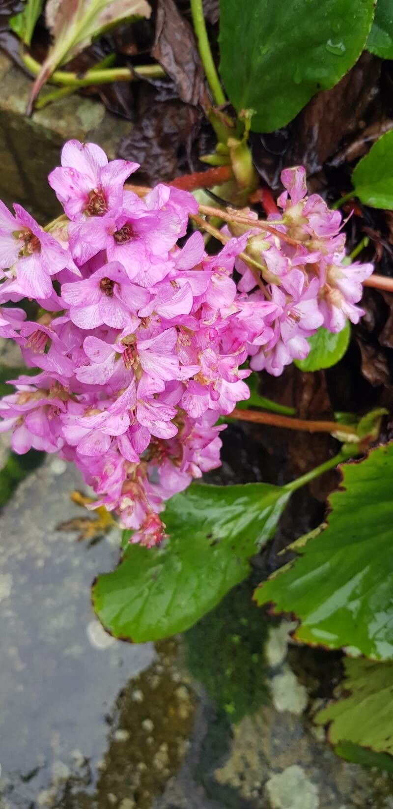 Bergenia × media — search result for 'Bergenia'