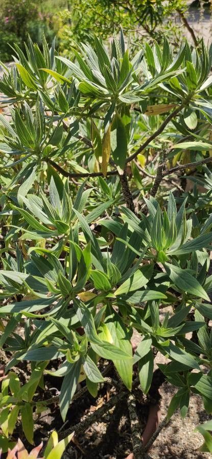 Echium fastuosum leaf