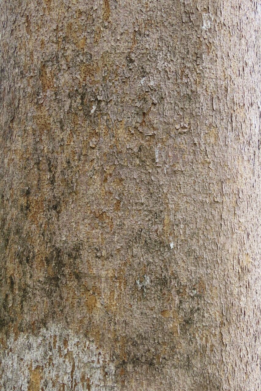 Copaifera aromatica bark