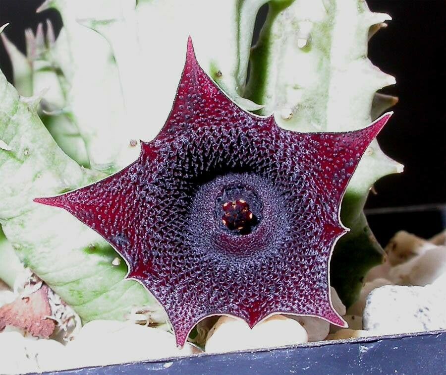 Huernia keniensis flower