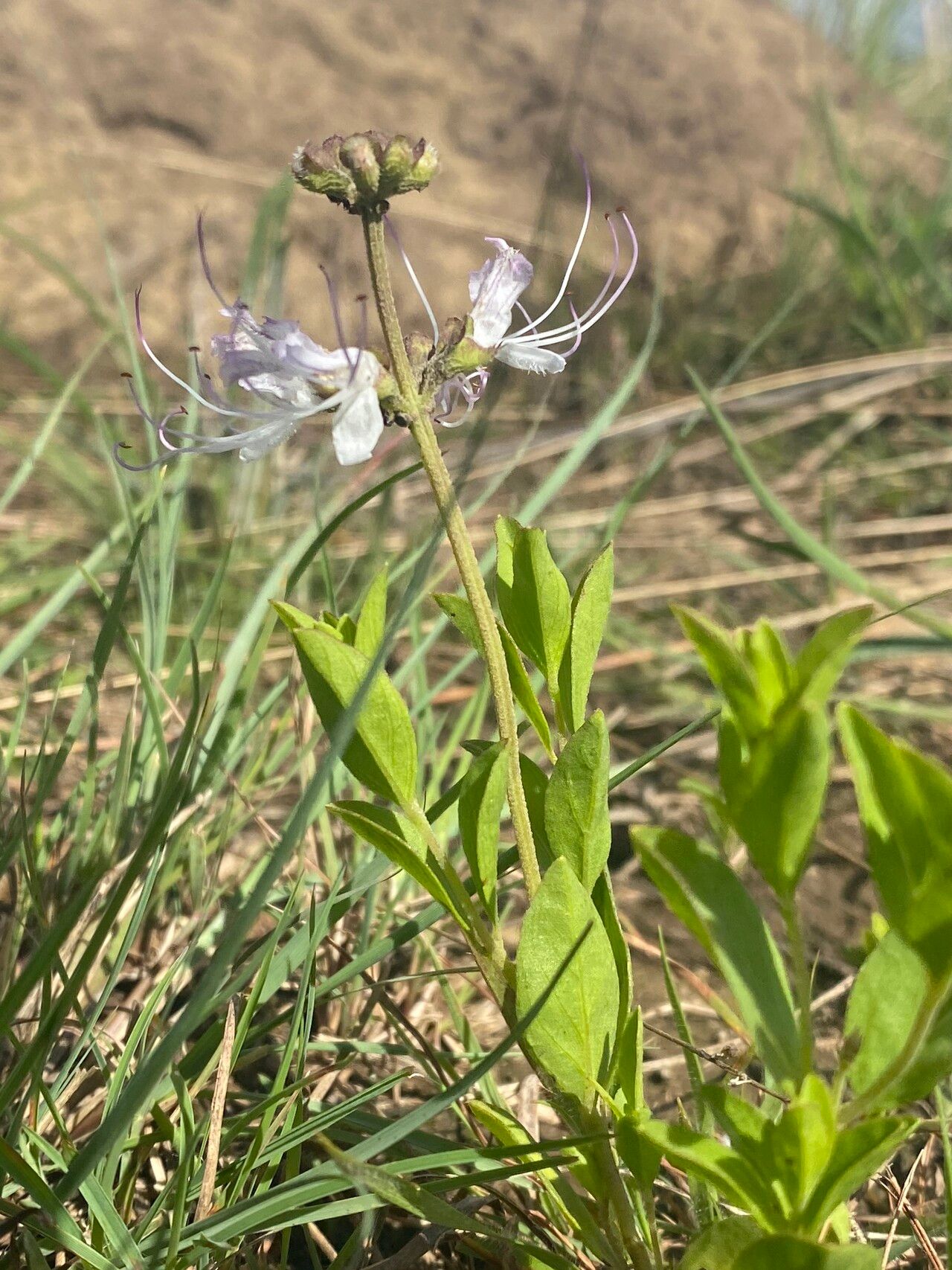 Ocimum obovatum — search result for 'Ocimum'
