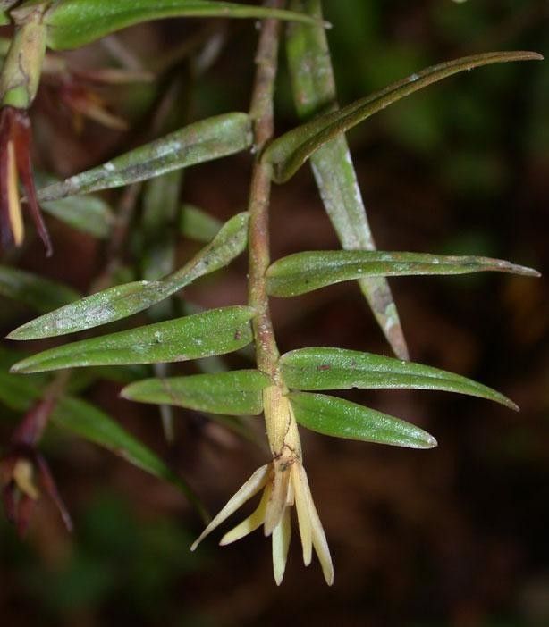 Epidendrum isomerum bark