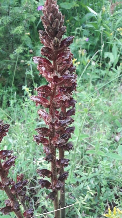 Orobanche foetida leaf
