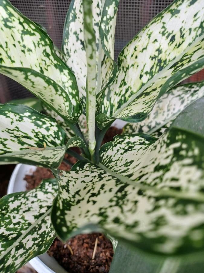 Dieffenbachia acreana