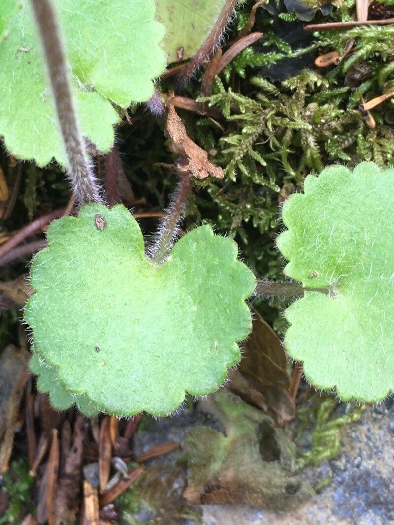 Saxifraga taygetea leaf