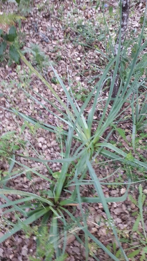 Asphodelus aestivus leaf