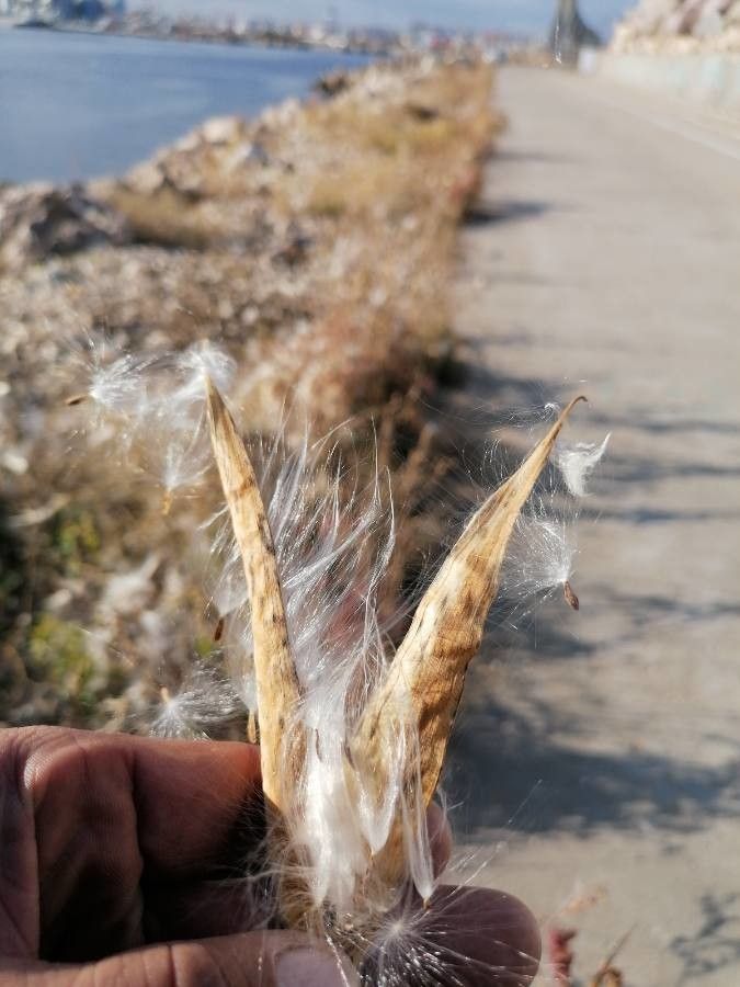 Asclepias verticillata fruit