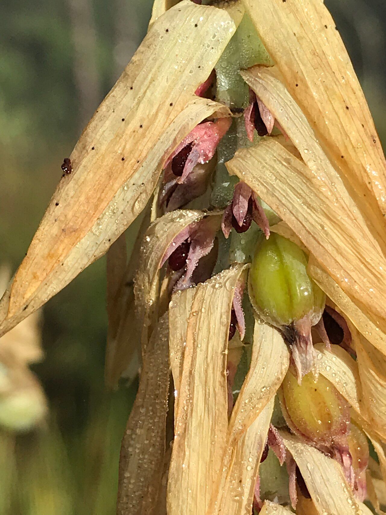 Bulbophyllum luteobracteatum flower